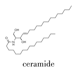 What Are Ceramides?