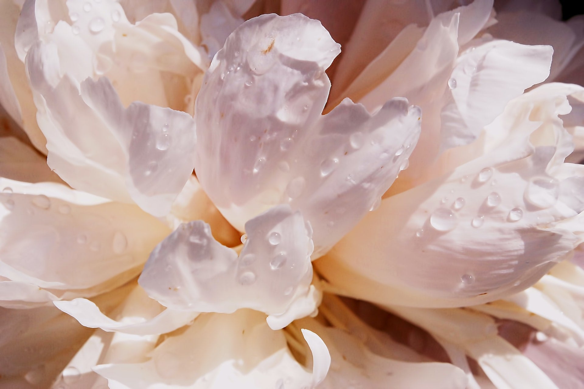 dew drops on flower petals