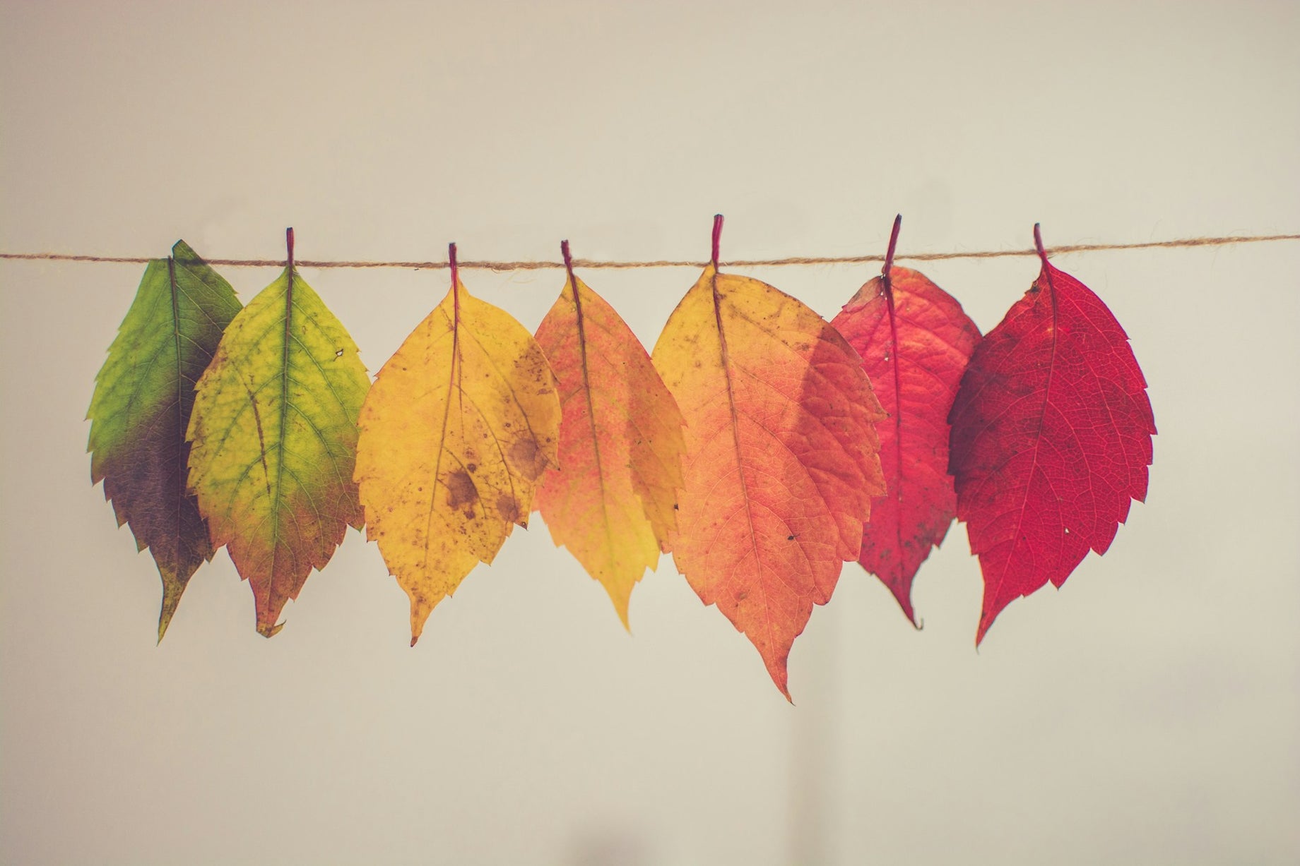 colourful fall leaves signalling the changing seasons