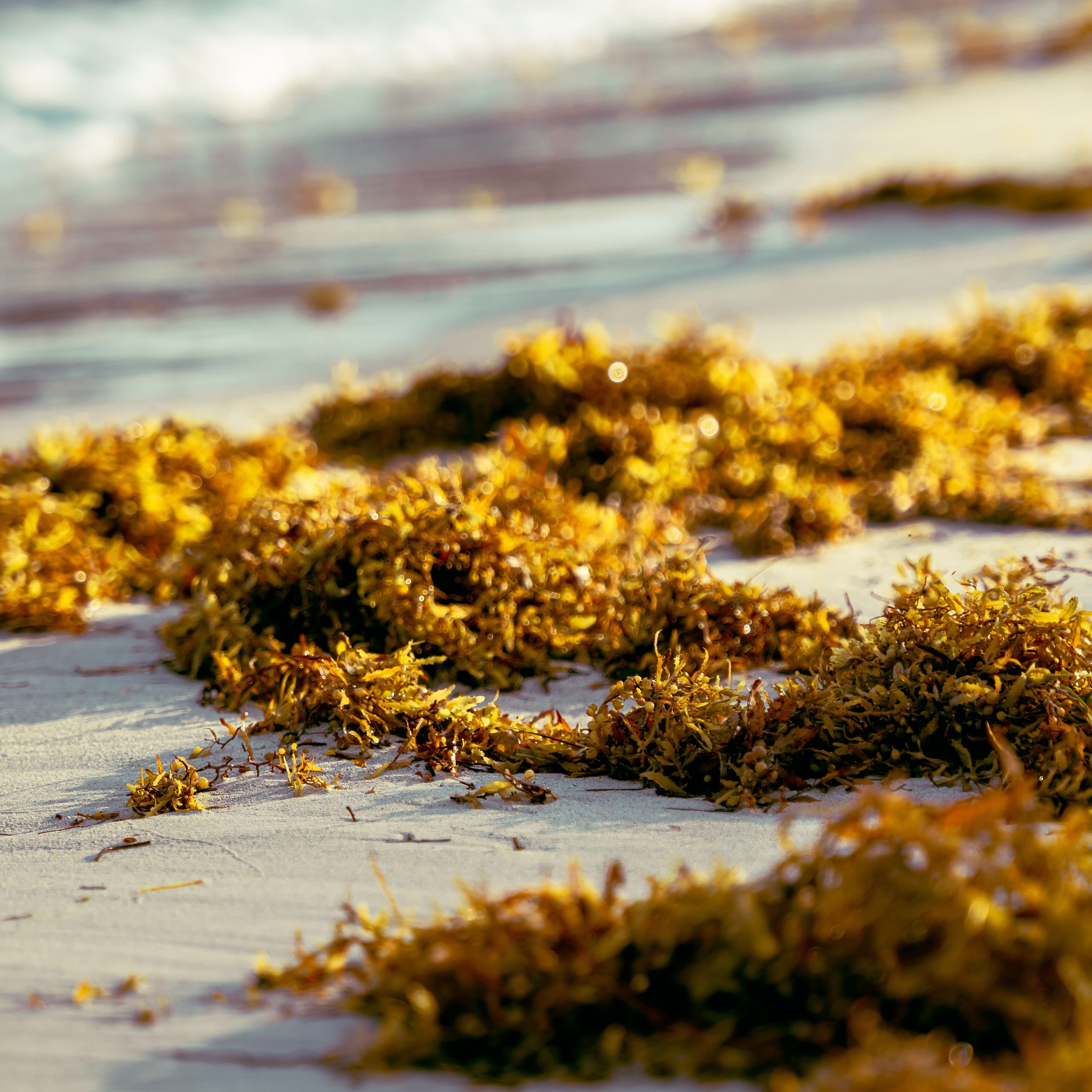 irish moss on beach