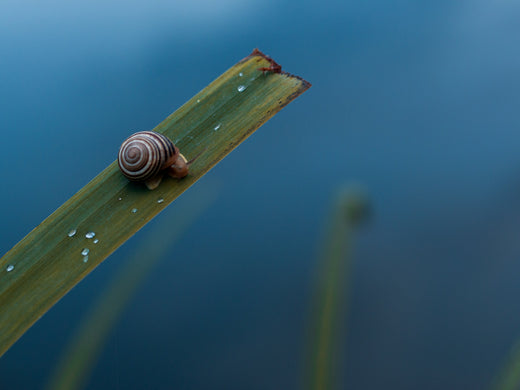 Snail on grass symbolizes the Slow Beauty movement’s focus on simplicity and mindfulness in skincare.