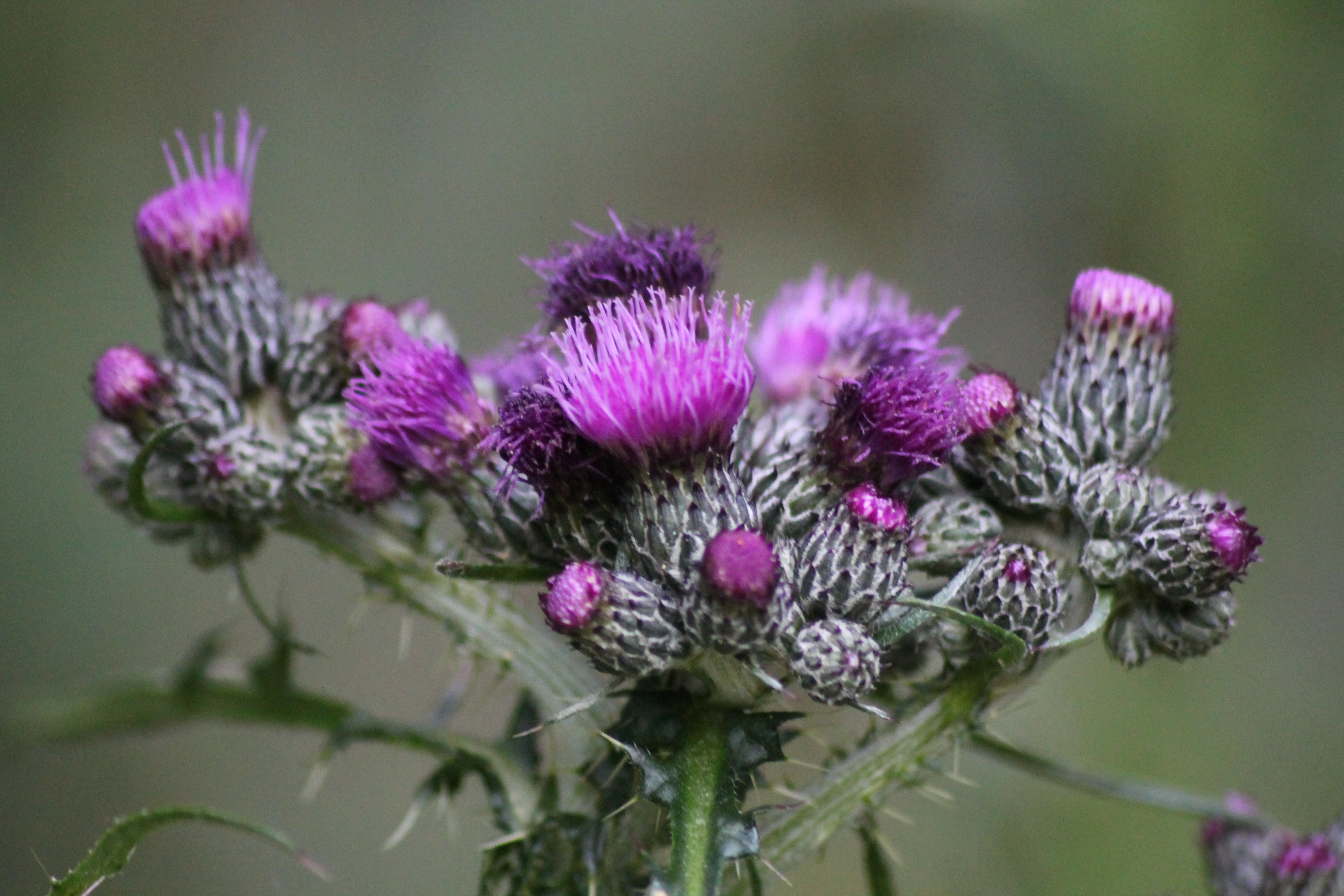 Milk thistle plant