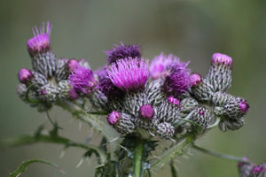 What is Milk Thistle?