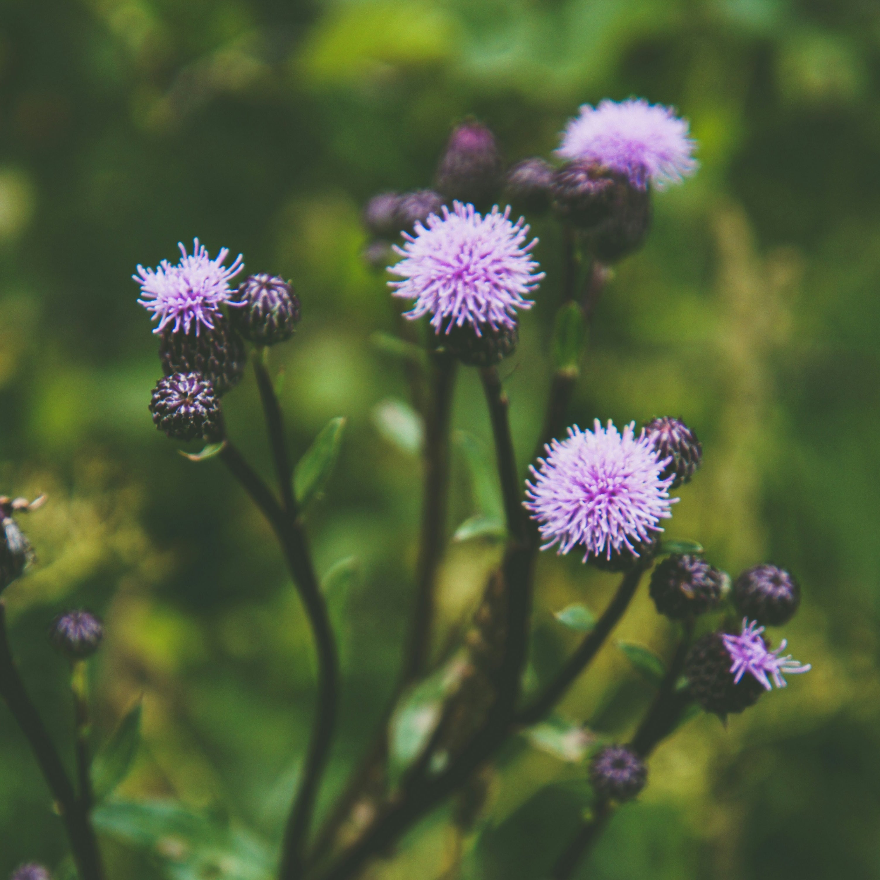 Milk Thistle