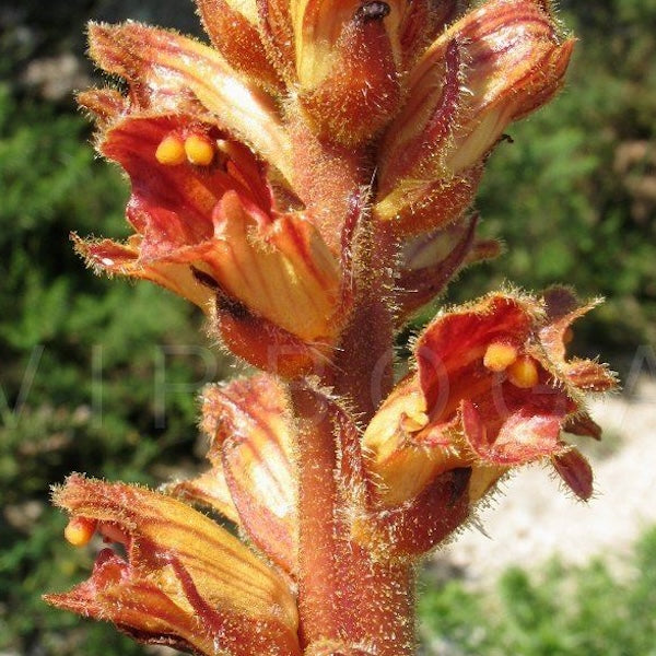 Orobanche Rapum Extract