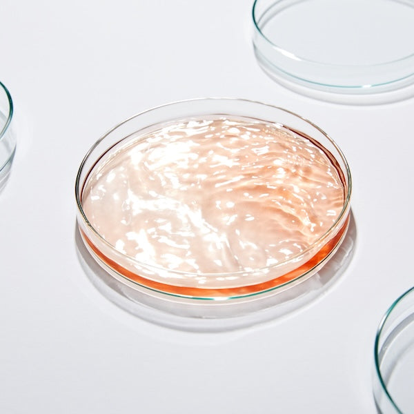 Probiotic Strain: Lactobacillus Rhamnosus